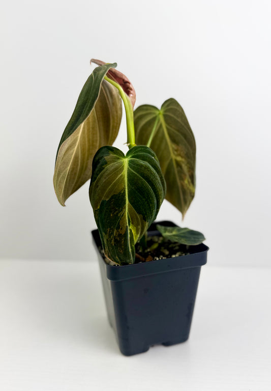 Philodendron Melanochrysum Variegated