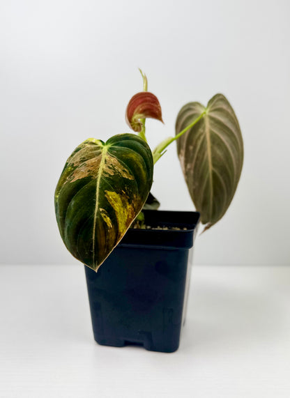 Philodendron Melanochrysum Variegated