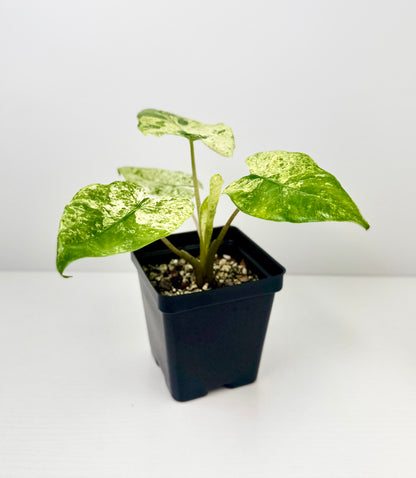 Alocasia Odora Batik