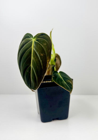 Philodendron Melanochrysum Variegated