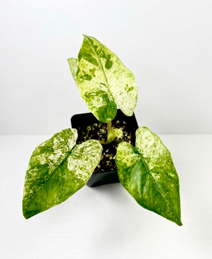 Alocasia Odora Batik