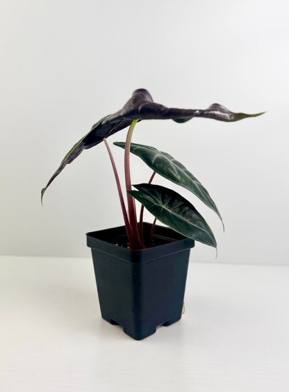 Alocasia ‘Pink Princess’