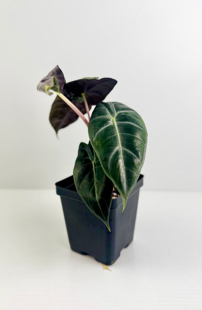 Alocasia ‘Pink Princess’